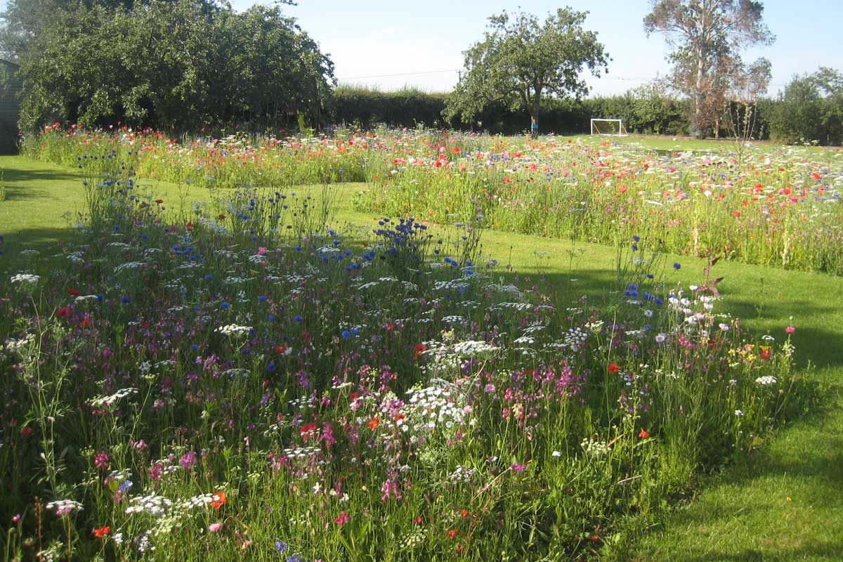 Wild Flower Meadow Design The Garden Design Company