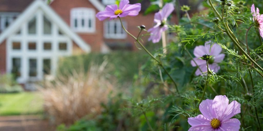 Beautiful Cosmos