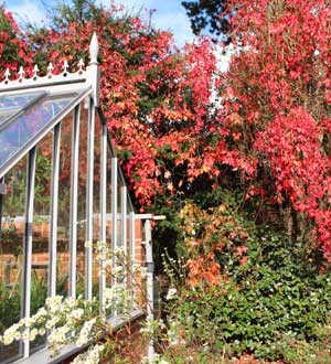 Virginia Creeper in autumn