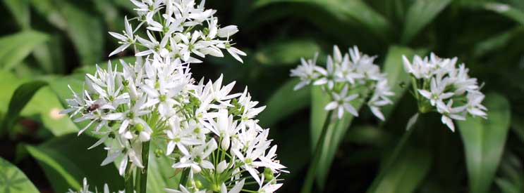 Wild Garlic