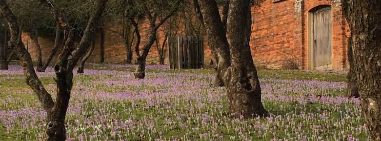 Spring bulbs - crocus