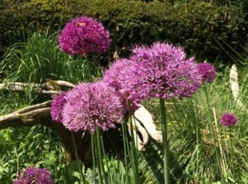 spring bulbs - allium purple sensation