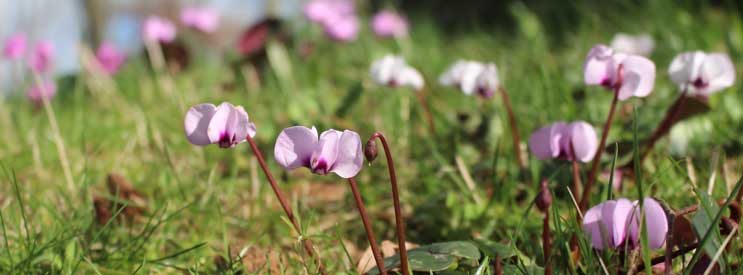 spring bulbs - cyclamen coum
