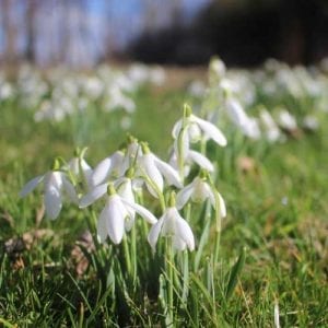 spring bulbs - snowdrops