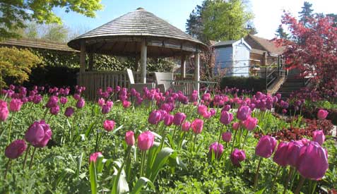spring bulbs - tulip negrita