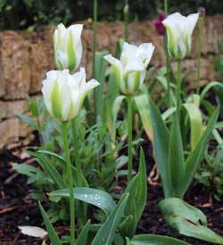 spring bulbs - tulip spring green
