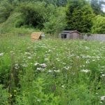 cotswolds-garden-design-wild-flower-meadow