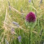 garden design alliums