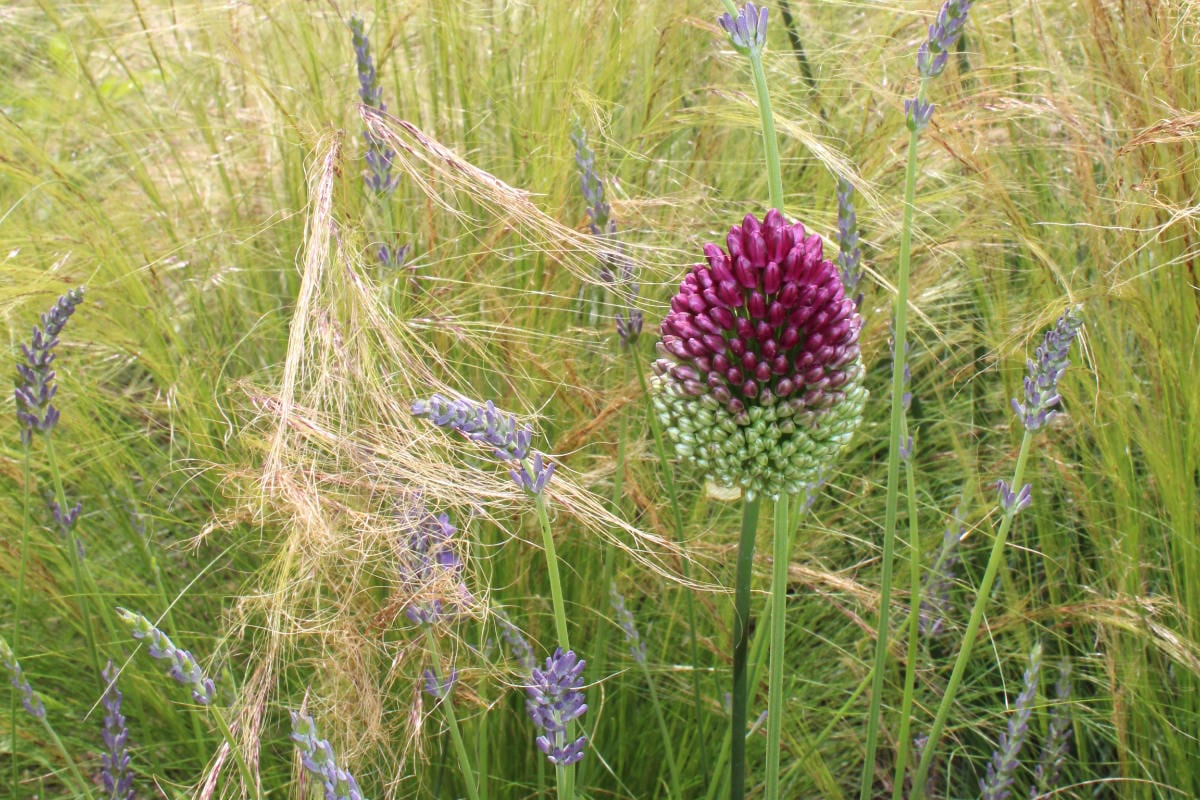 garden design alliums