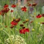 garden design flower mix