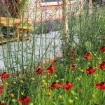 garden design heleniums