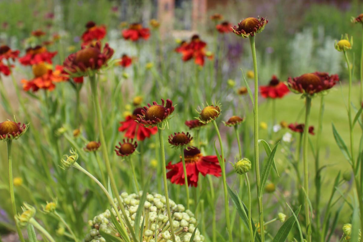 garden design flower mix