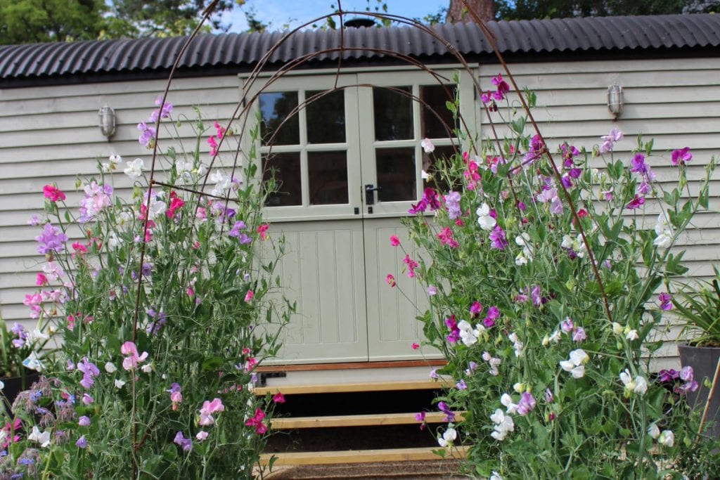 garden design sweet peas