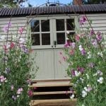 garden design sweet peas
