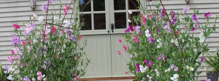 garden design sweet peas