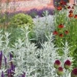 garden design reds and purples