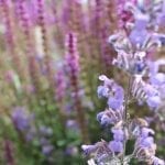 garden review flowers