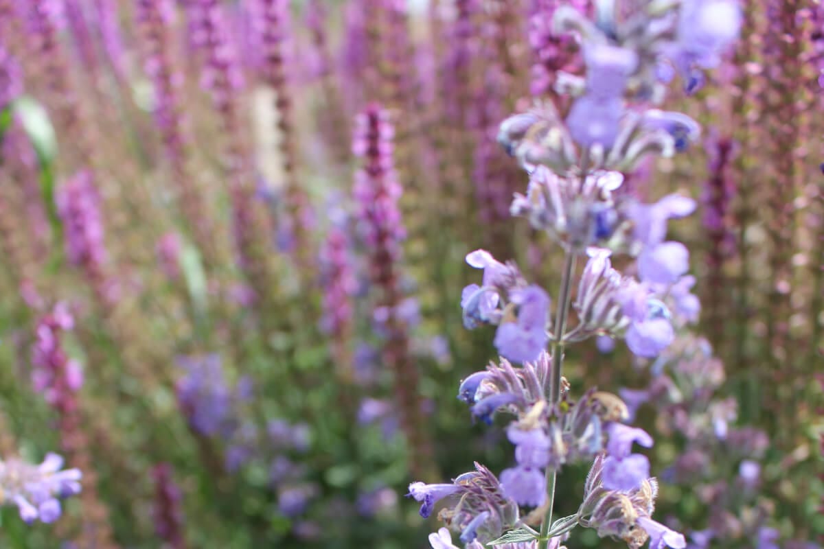garden review flowers