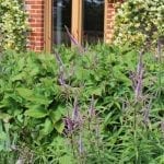 garden-review-foliage