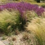 garden review ornamental grasses