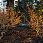 Battle of the witch hazels