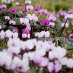 Cyclamen provide early colour