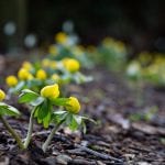 Aconites provide vibrant colour