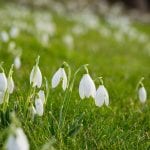 Snow drops