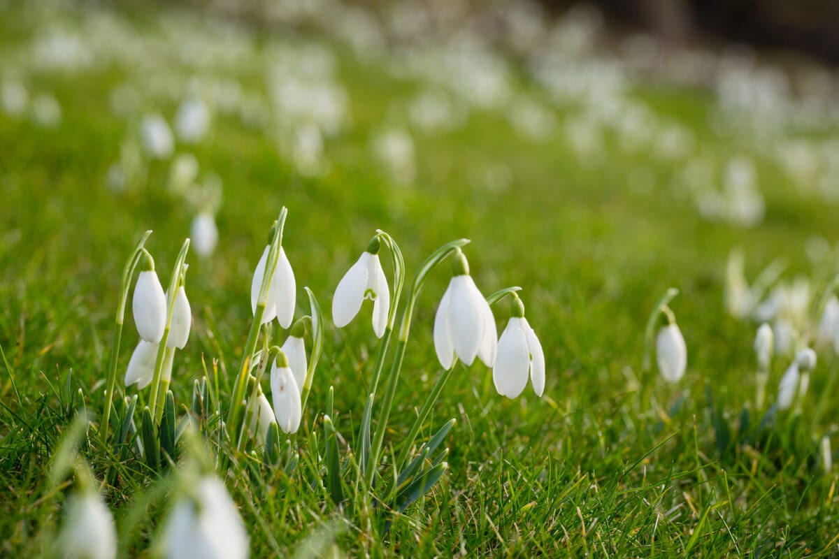 Snow drops