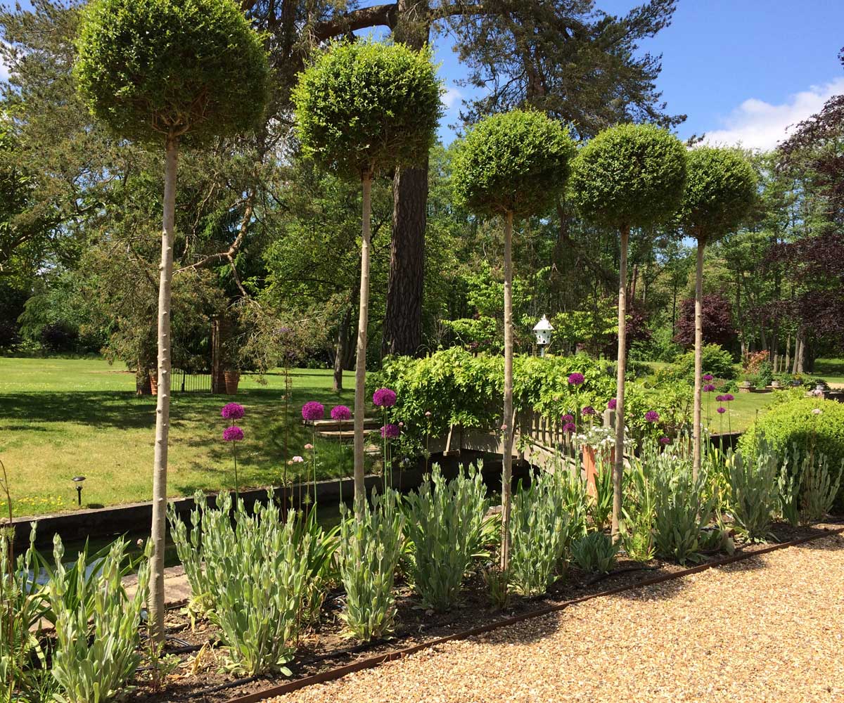 Ligustrum underplanted by Lychnis
