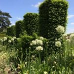 Allium Mount Everest