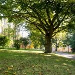 the acer glade