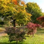 the acer glade