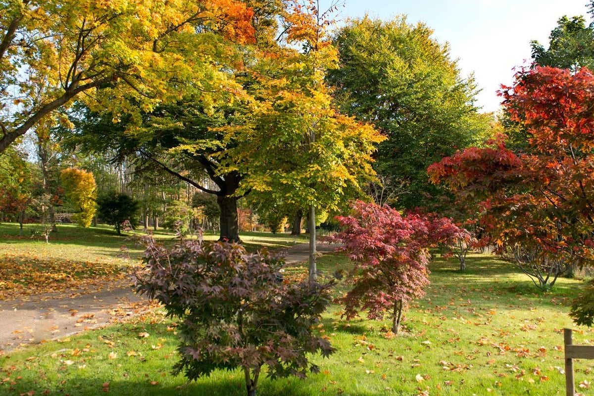 the acer glade