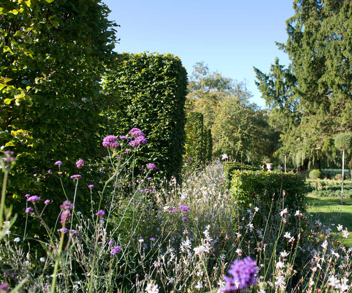 Verbena bonariensis