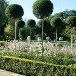 Pompoms of Ligustrum underplanted by Guara