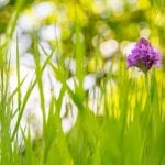 Spring at the pond