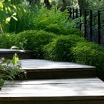 the bog garden