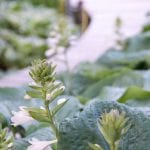 slug free hostas
