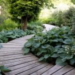slug free hostas in the bog garden