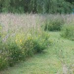 wild flower meadows