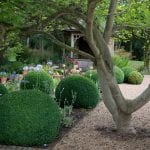 Magnolia, box and Agapanthus