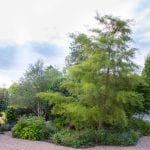 Cut-leafed Alder