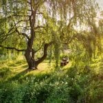 a wonderful willow