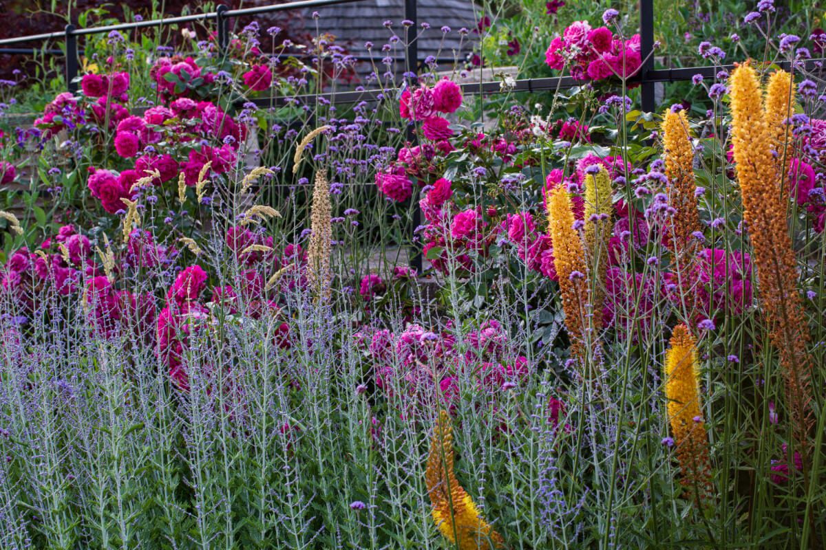 fox tail lilies hog the setting sun