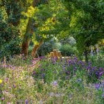 knapweed; bees favourite