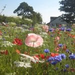 Cornflowers, Yarrow and Poppies