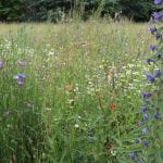 Cornflowers