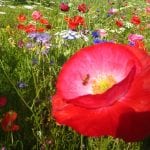 Stunning poppies in a variety of colours