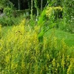 Our smallest meadow in the centre of High Wycombe